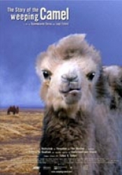 La historia del camello llorón